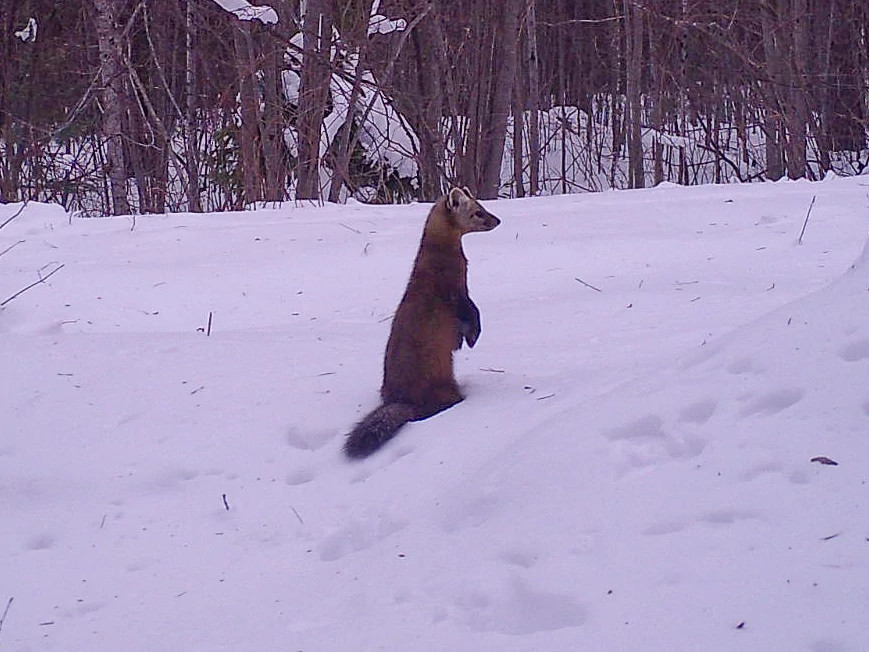 A marten stands on its hind legs in the snow.