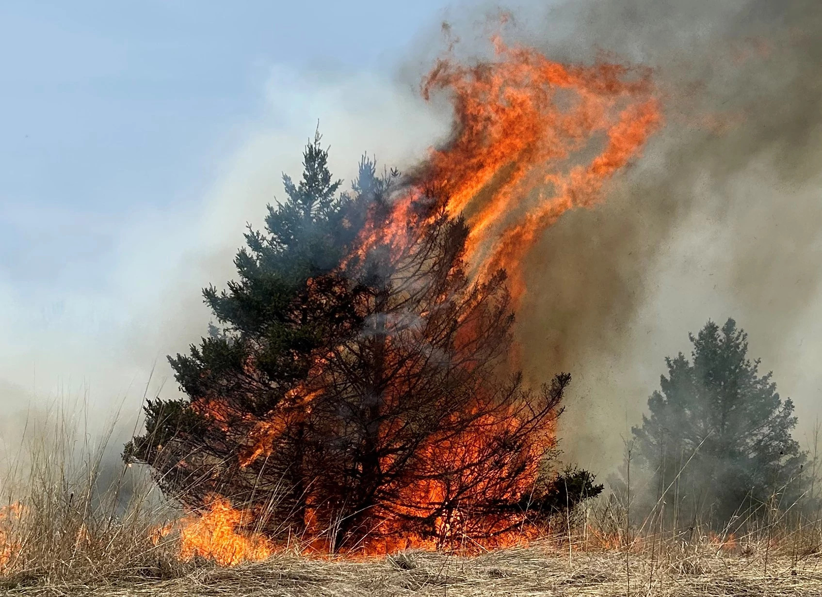 pine tree up in flames