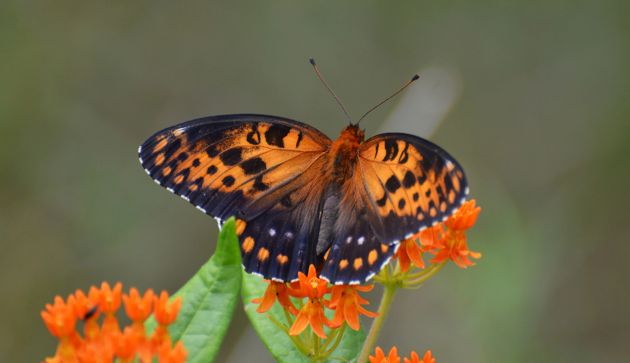 close up of regal fritillary butterfly landing on flower