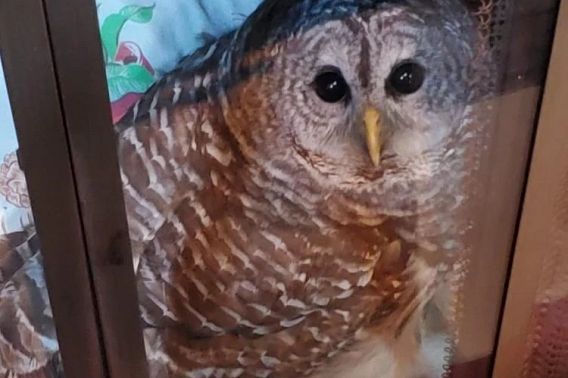 owl stuck in fireplace