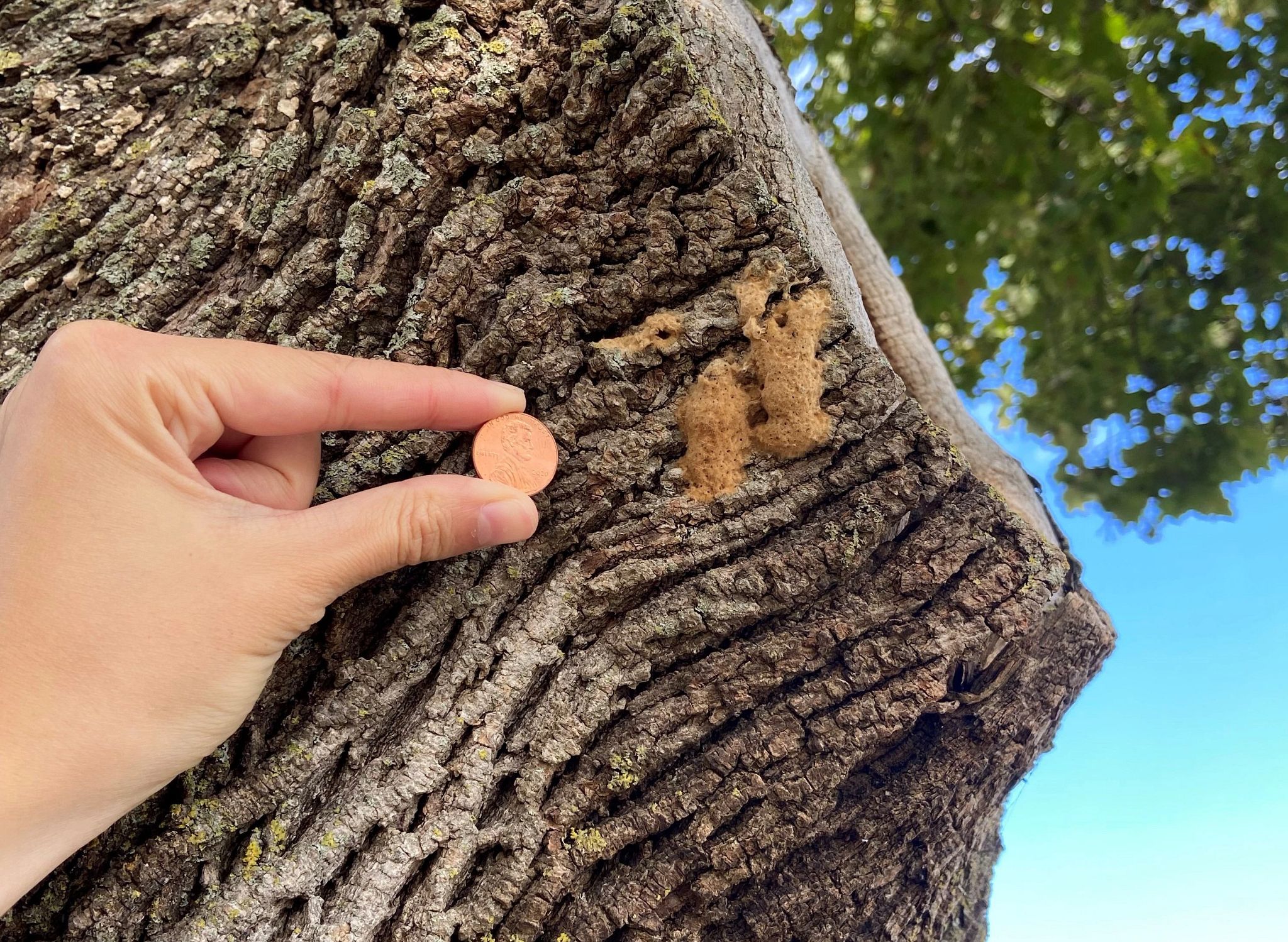 An image of a person holding a penny to a gypsy moth egg mass.