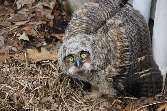 great horned owlet