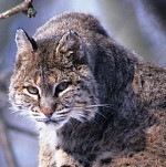 bobcatsq.jpg