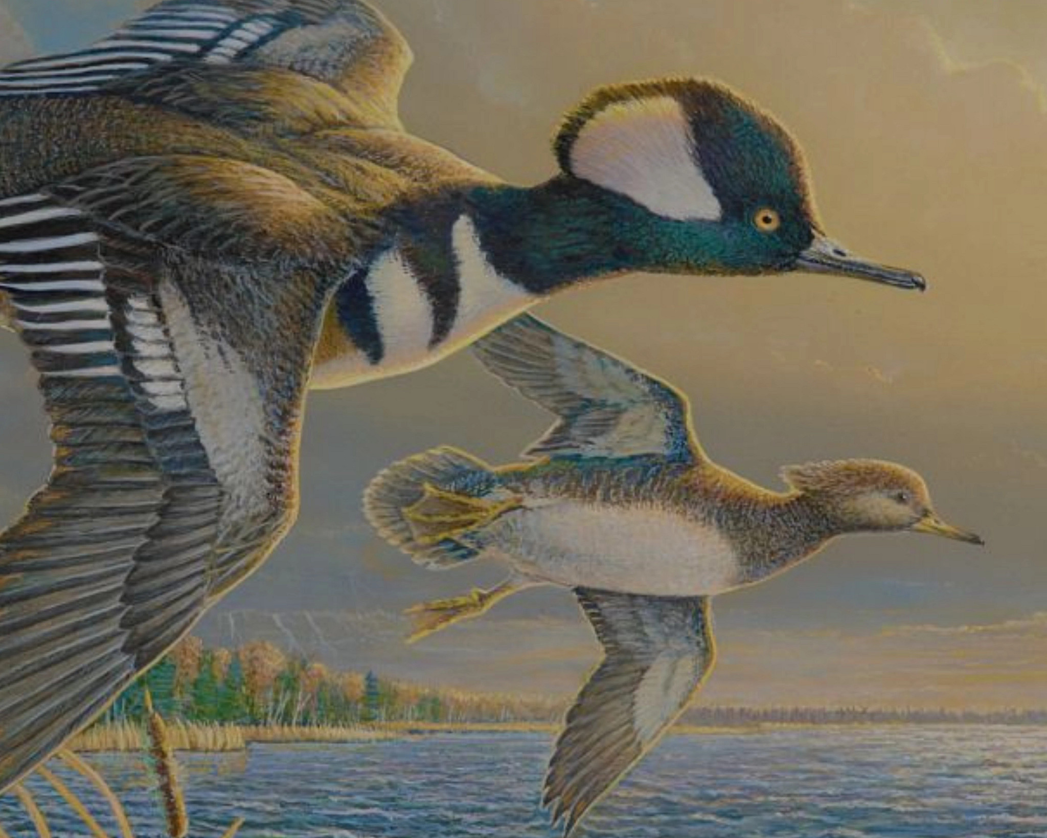 Sam Timm’s winning artwork for the 2026 Waterfowl Stamp depicts two hooded mergansers in flight. 