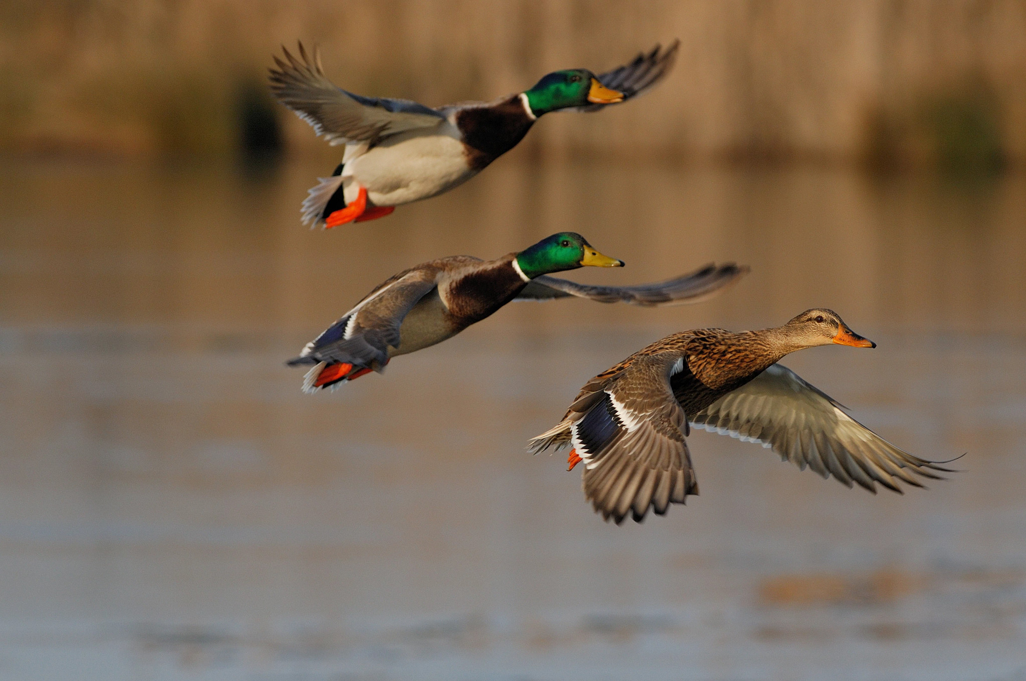 Spring Waterfowl Survey Results Show Overall Population Increase