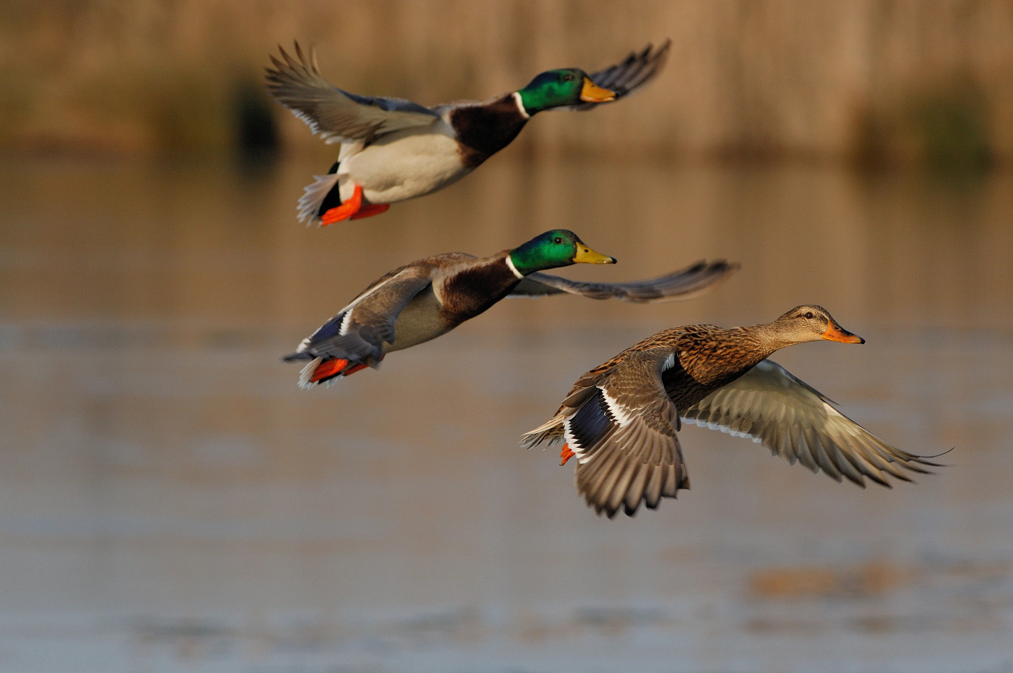 Spring Waterfowl Survey Results Show Overall Population Increase