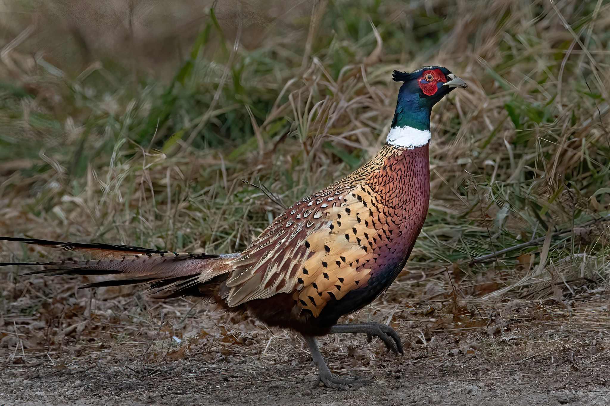 Pheasant walking in a grassy area