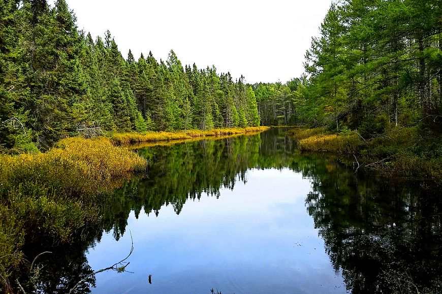 Scenic view of a serene lake surrounded by dense forest under a clear sky.