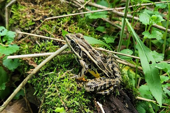 A pickerel frog sitting atop a mossy branch.