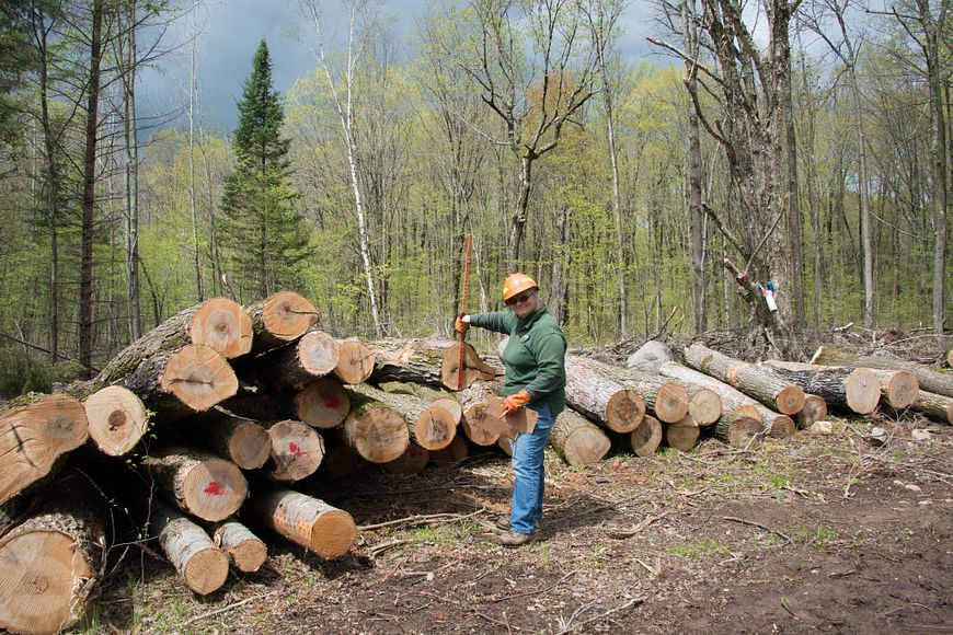 forester doing scaling of a stack of logs