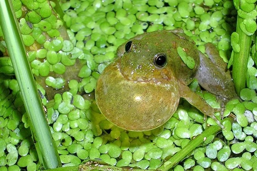 a green Blanchard's cricket frog in water surrounded by green vegetation