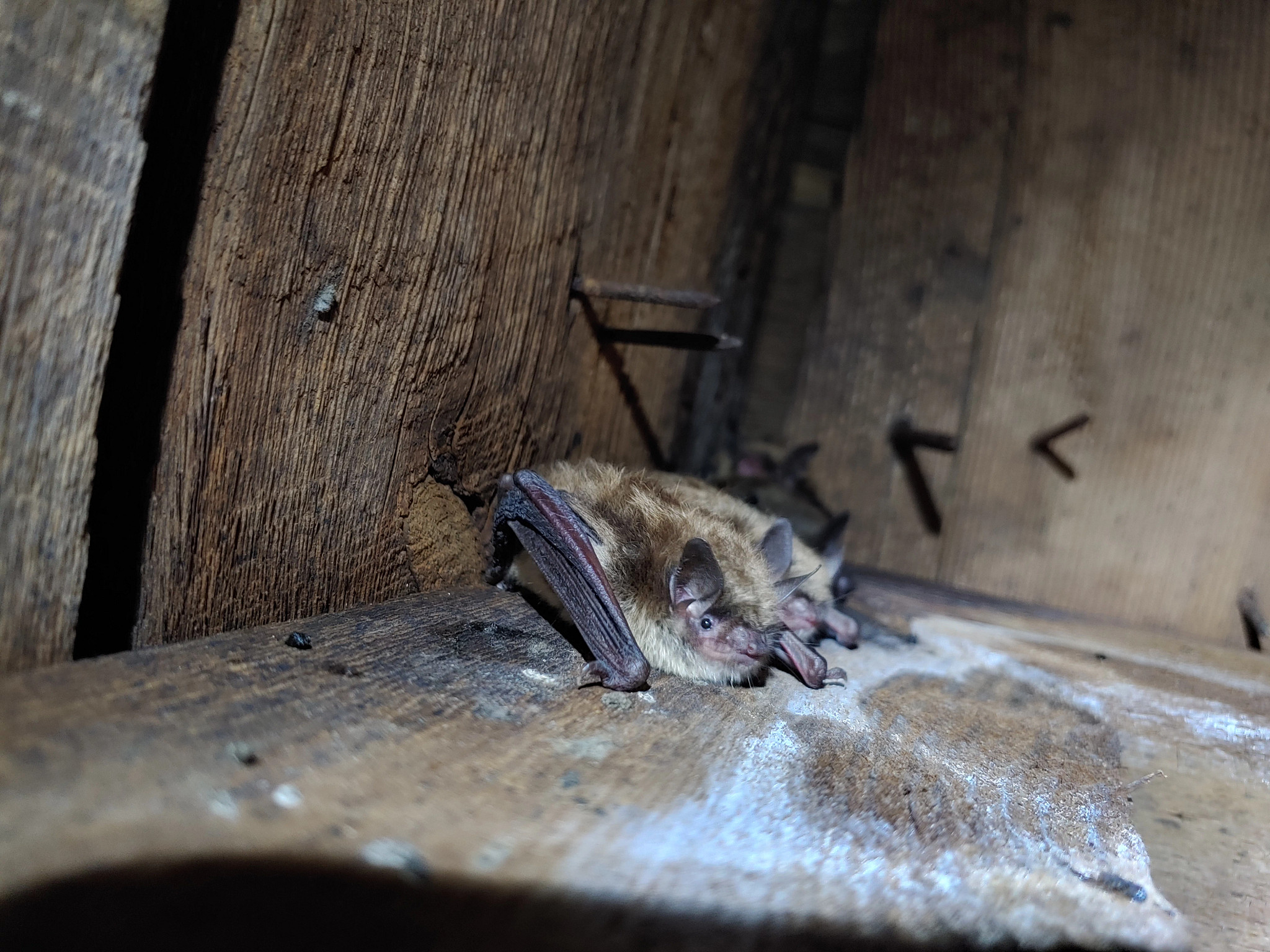 Two little brown bats roosting in an attic. 
