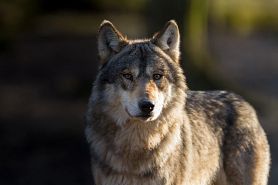 Loup-gris---Grey-wolf-966118392_3869x2579.jpeg