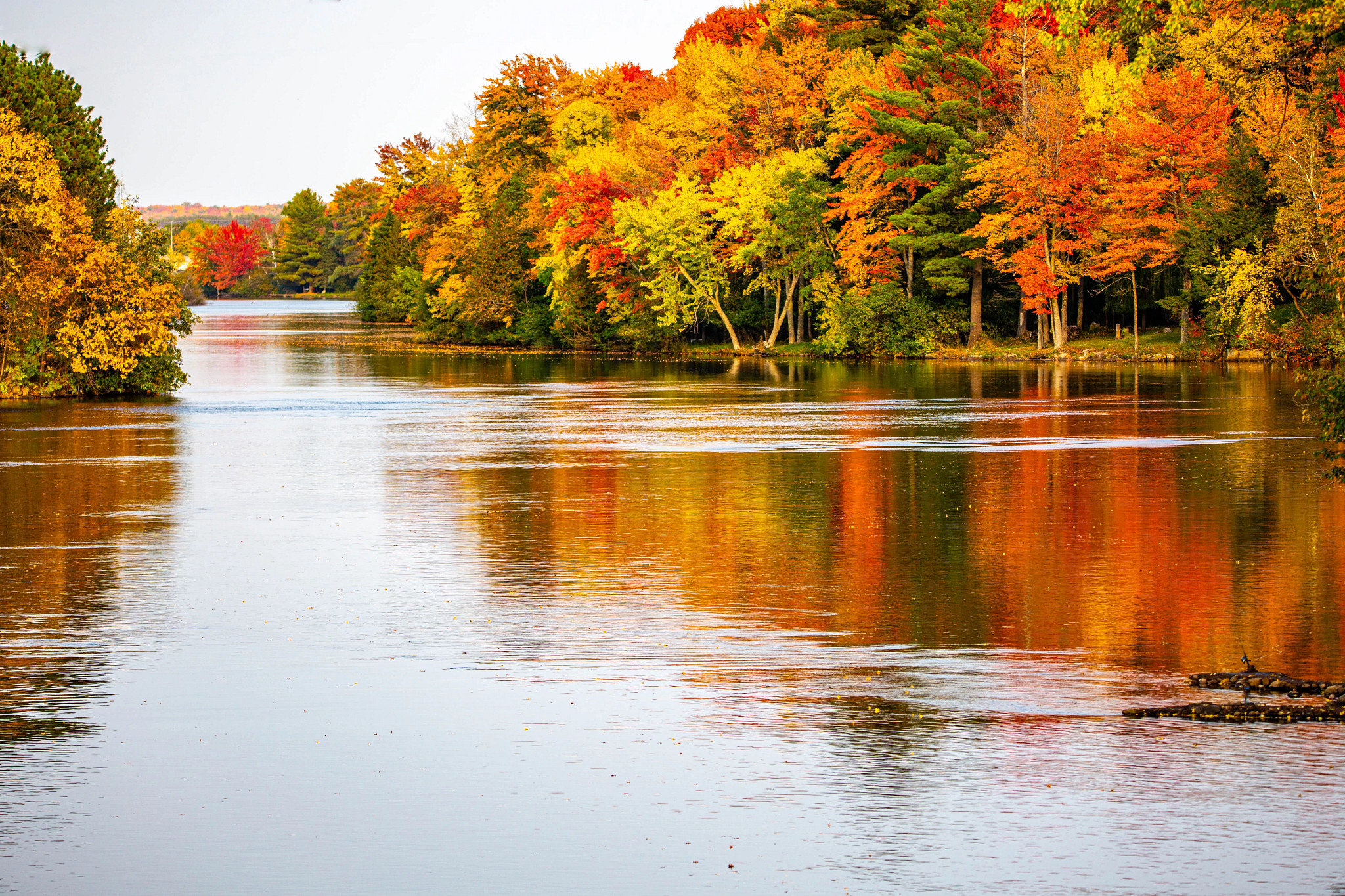 A forest in brilliant fall foliage colors of reds, oranges and yellows flanks a river. 