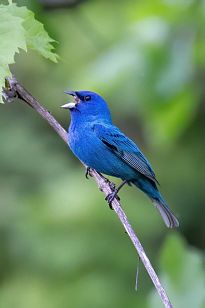 indigo bunting