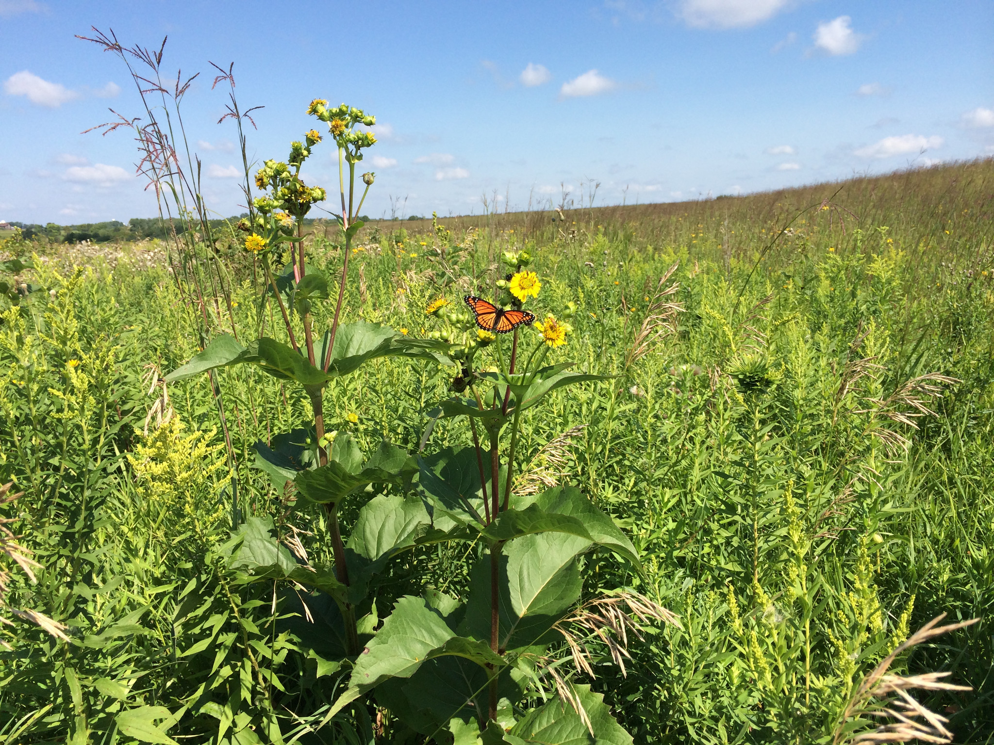 Prairie with monarch butterfly and wildflowers