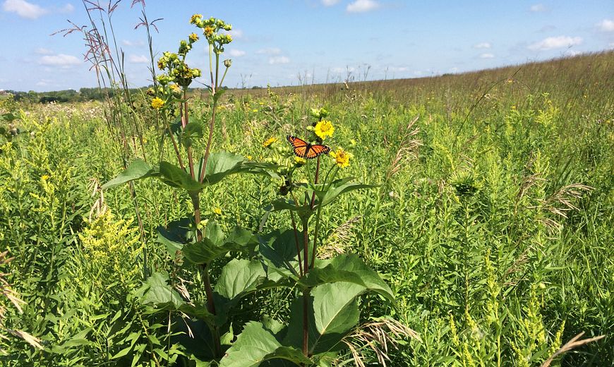 Prairie with monarch butterfly and wildflowers
