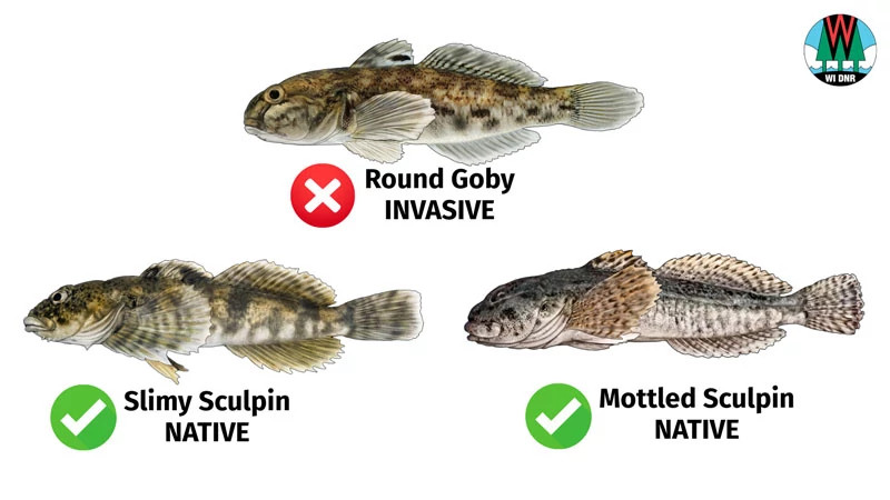 An identification graphic depicting a round goby alongside a mottled sculpin and a slimy sculpin.