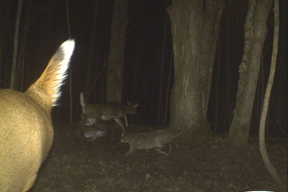 trail cam photo of deer and bobcat at night
