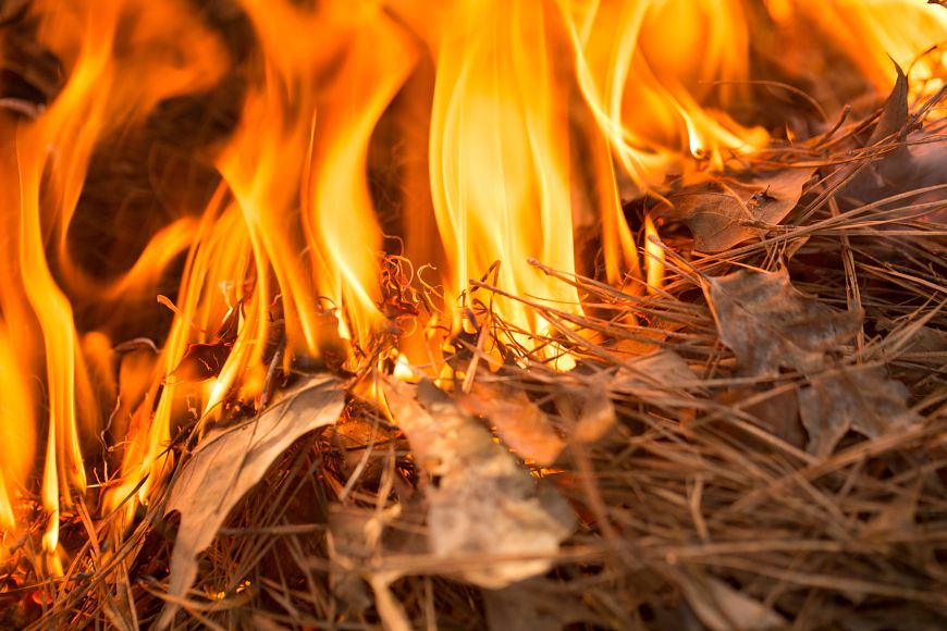 up-close view of fire burning pine needles and leaves on forest floor