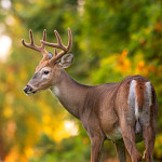 usfws-white-tailed-deer-large_sq.jfif