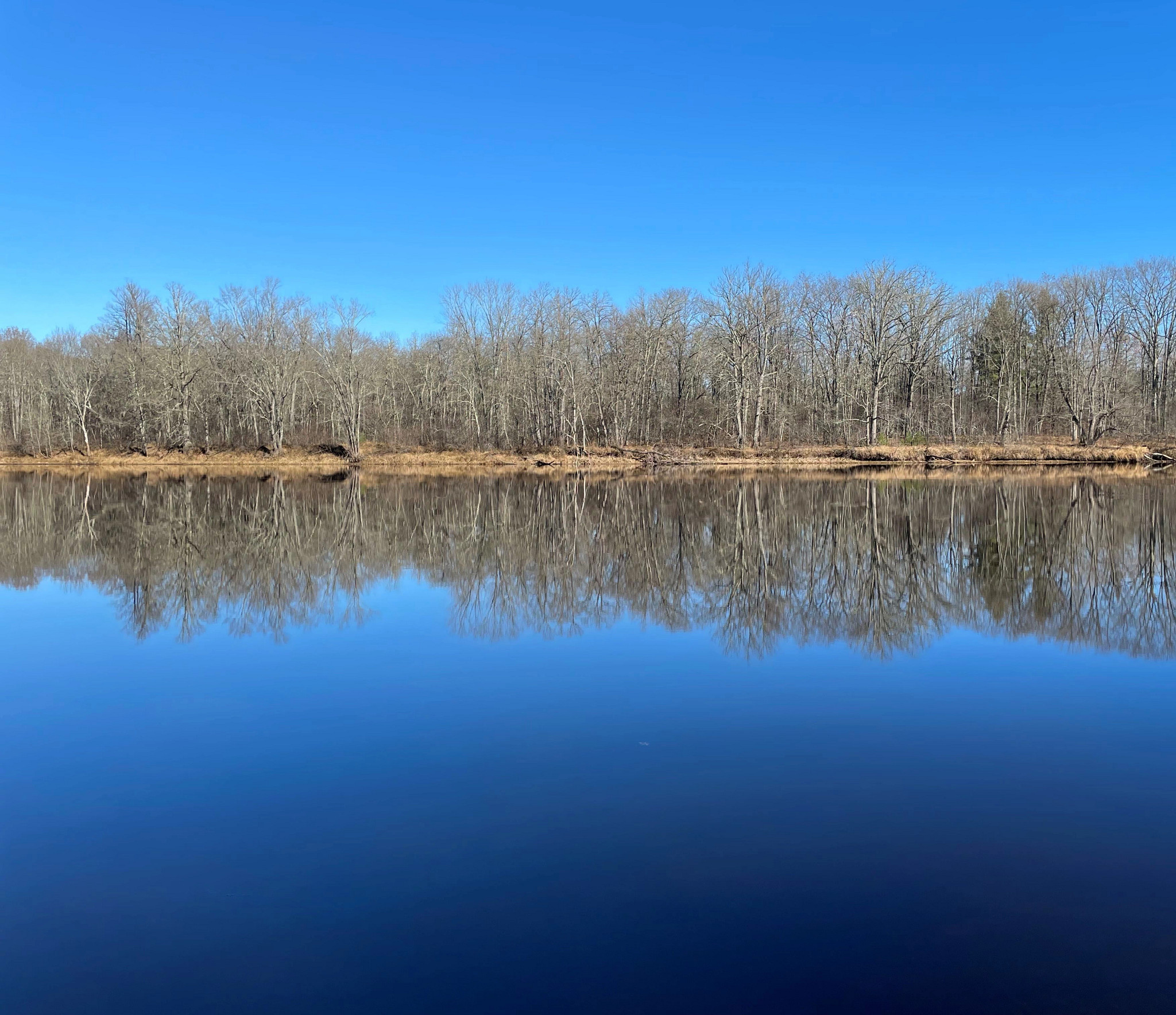 A large body of water bordered by a brown fall-like tree line in the horizon with a bright blue sky background.