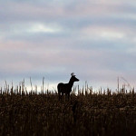 deer_istock_michael-tatman_3_sq.jpg