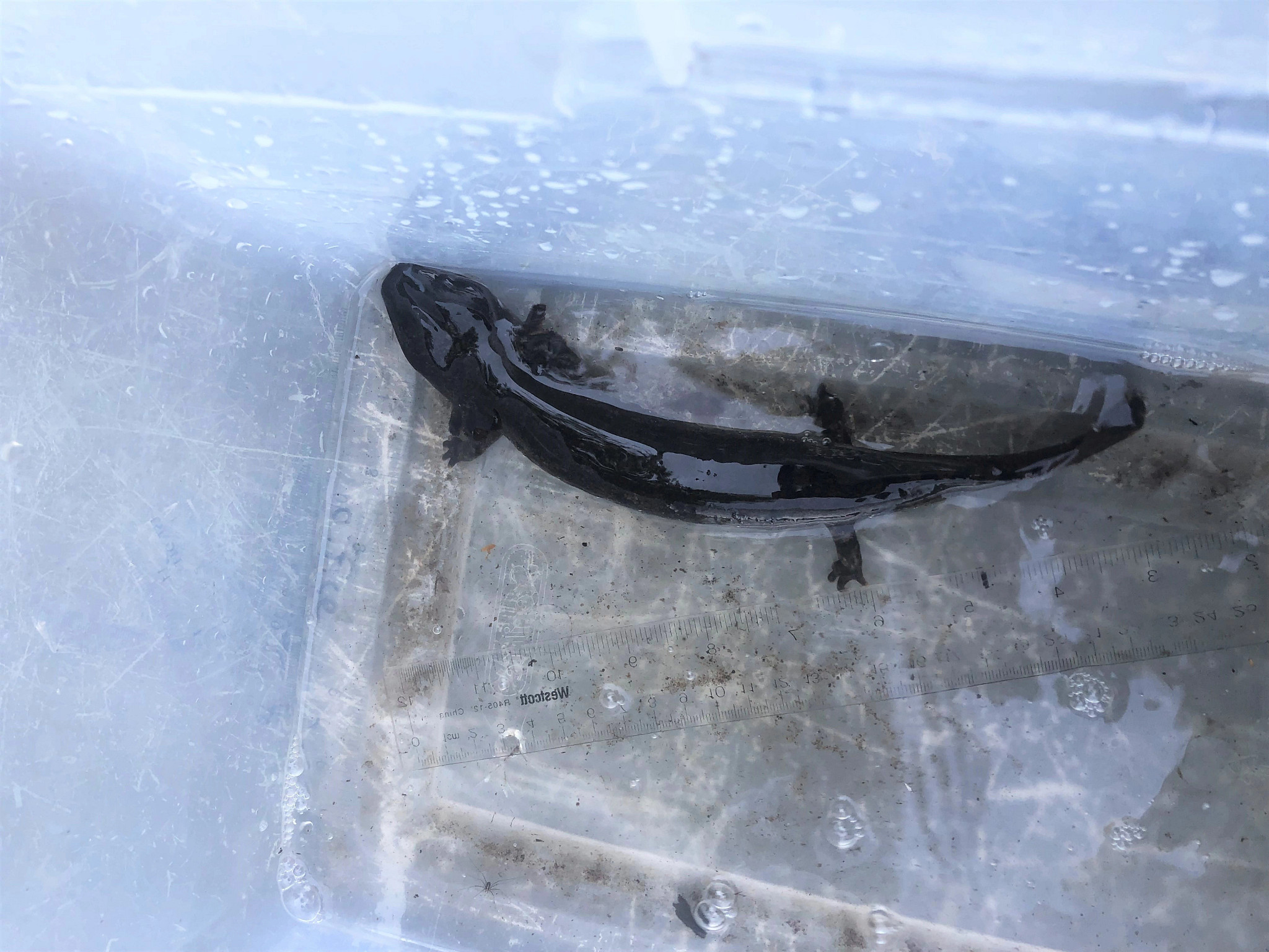 An adult mudpuppy found during a snorkeling survey over the summer. 