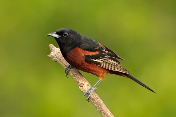 orchard oriole