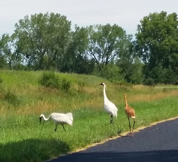 whooping crane family