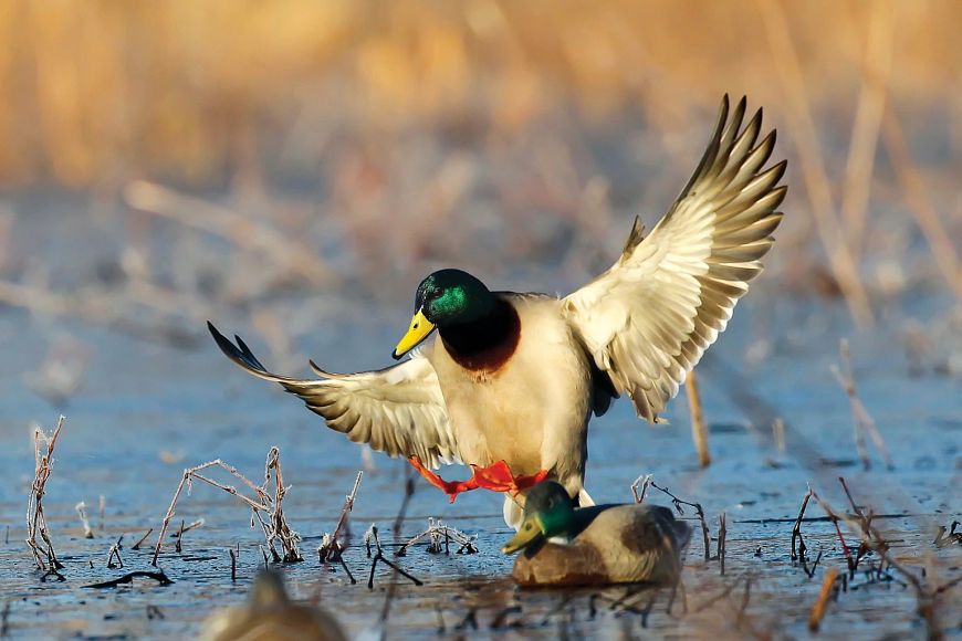 a duck taking off from water surrounded by vegetation