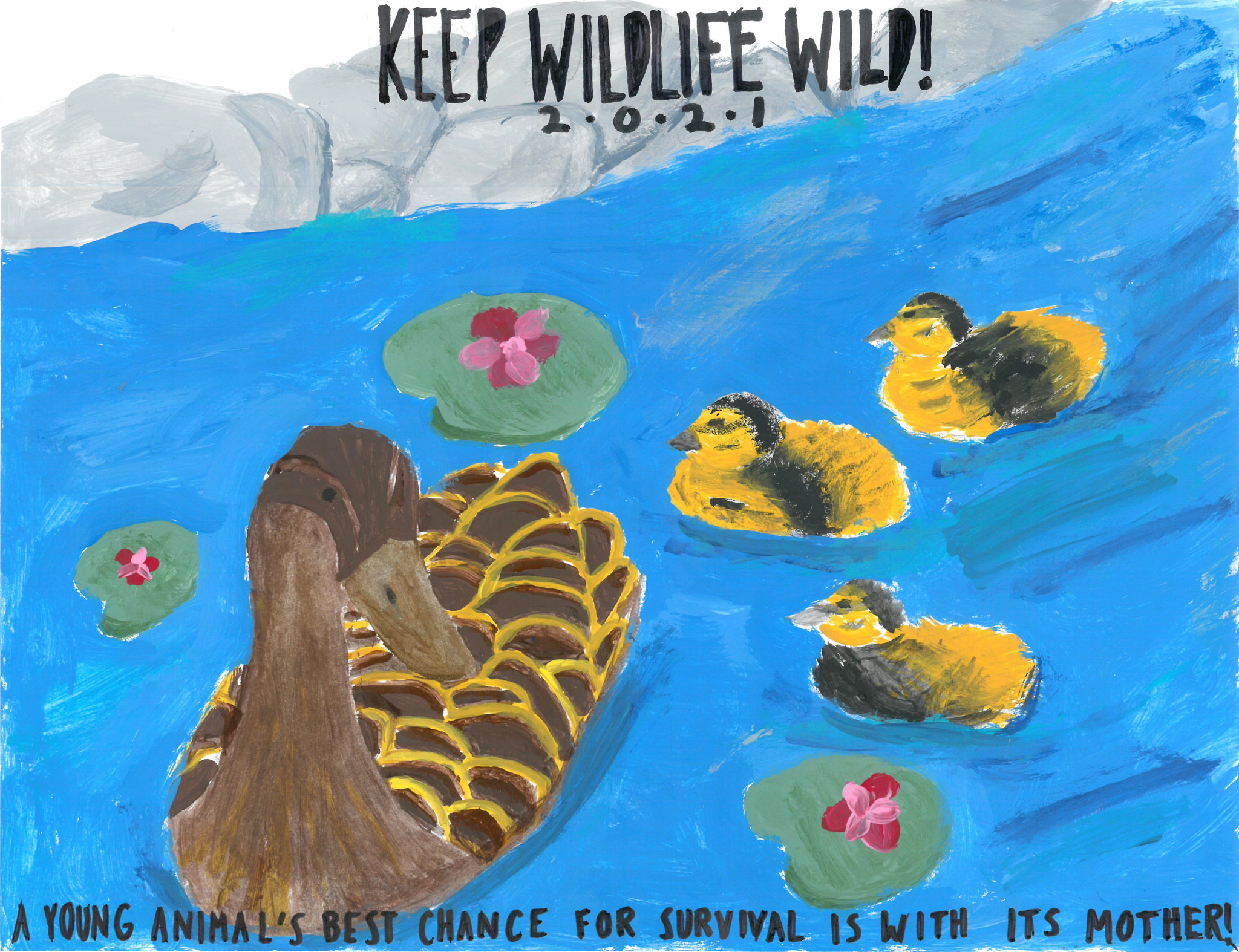 a drawing of a mother duckling and her chicks swimming with the text Keep Wildlife Wild