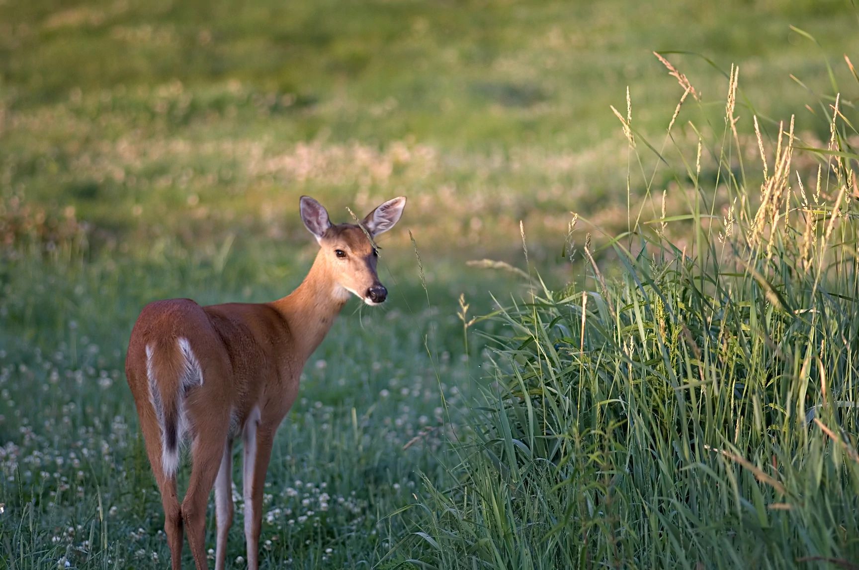 a deer standing next to tall grasses eating