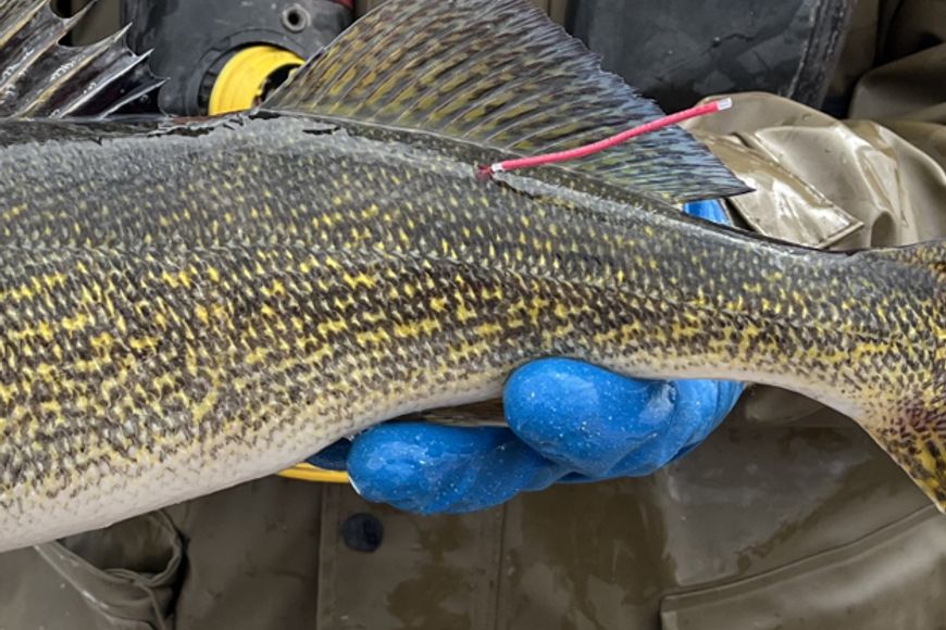 Gloved hands hold a walleye with a red floy tag attached it it under its dorsal fin. 
