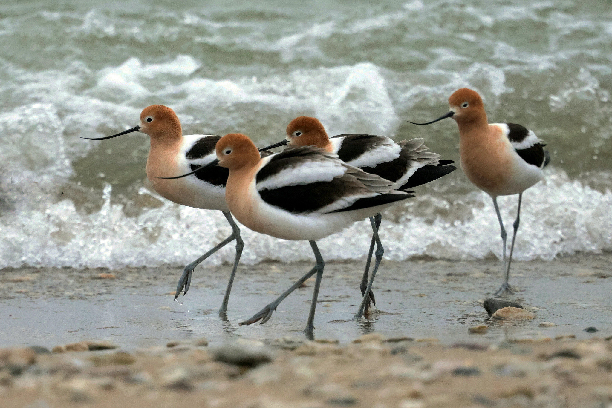 Four avocets with long delicate legs march in line along the sandy water’s edge at South Shore Beach. The graceful shorebirds have black and white bodies, rusty heads and necks, and cutely upturned, long, probing beaks. Their steady gazes are unfazed by the breaking waves of the Lake Michigan waters to their right.