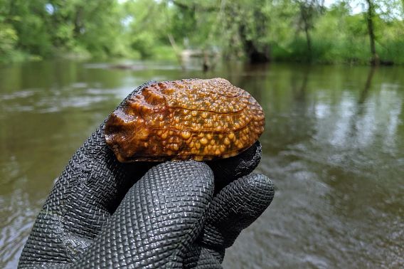 A gloved hand holding a brown Pistolgrip mussel by a river.