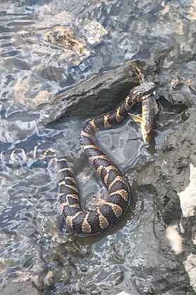 snake eating a fish