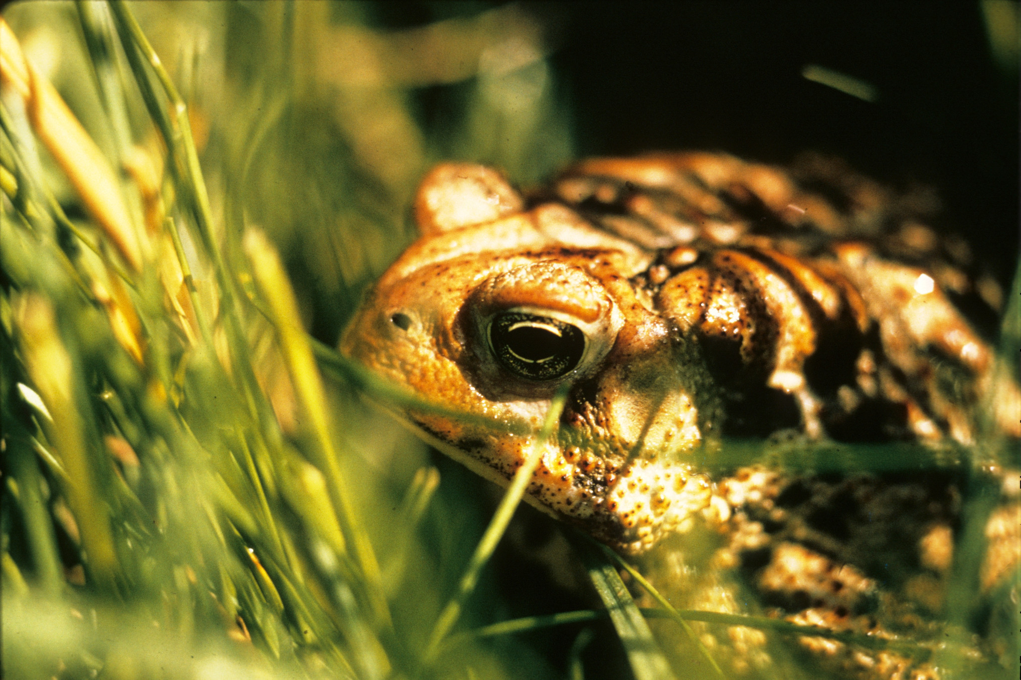 Frogs, Tadpoles And Toads, Oh My! | Wisconsin DNR