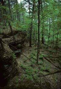 406_MirrorLakePineOak.jpeg