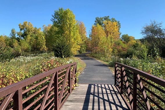 Know Your Wisconsin Trees | Wisconsin DNR