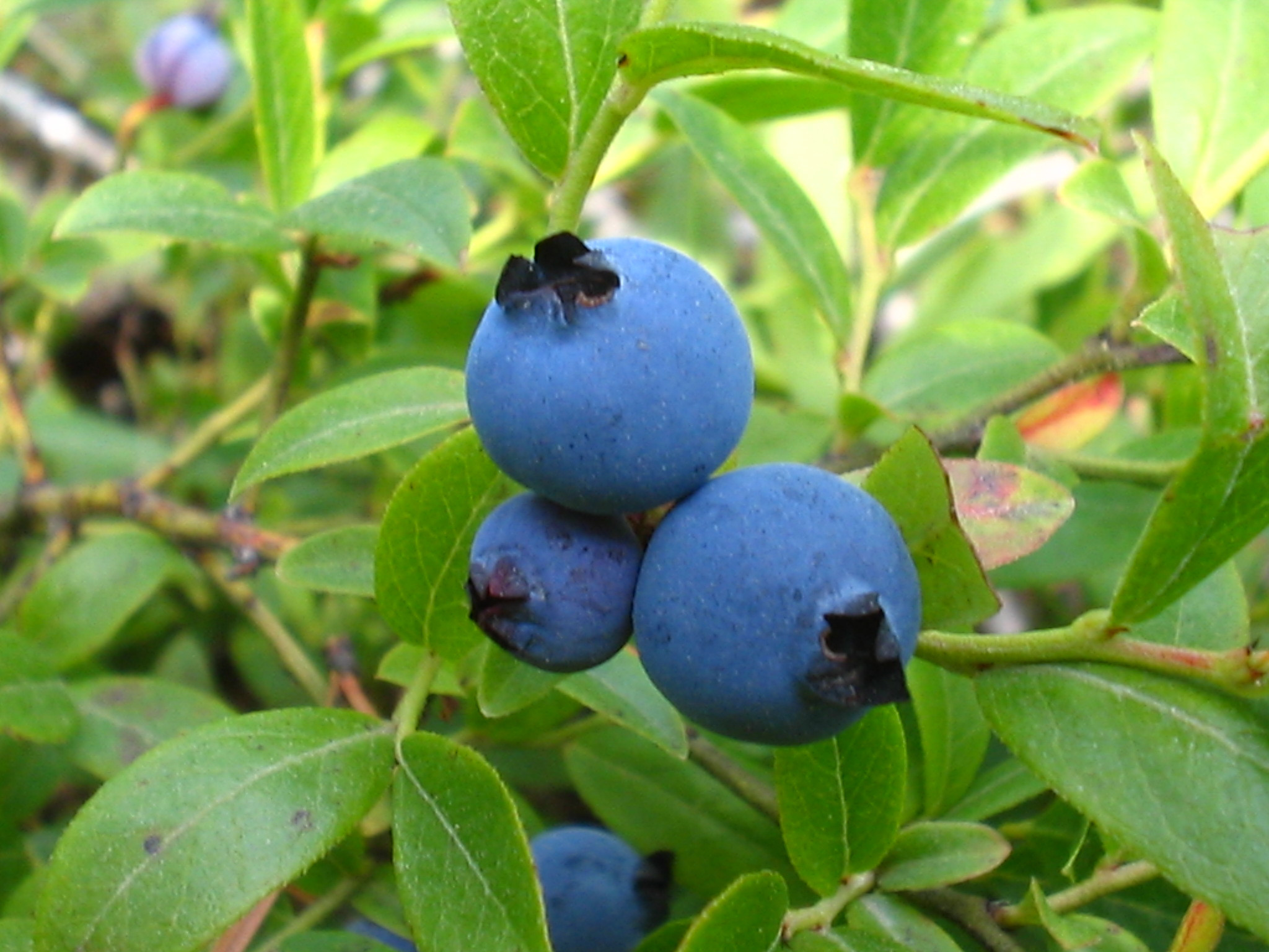 Edible Plants Hike Wisconsin DNR