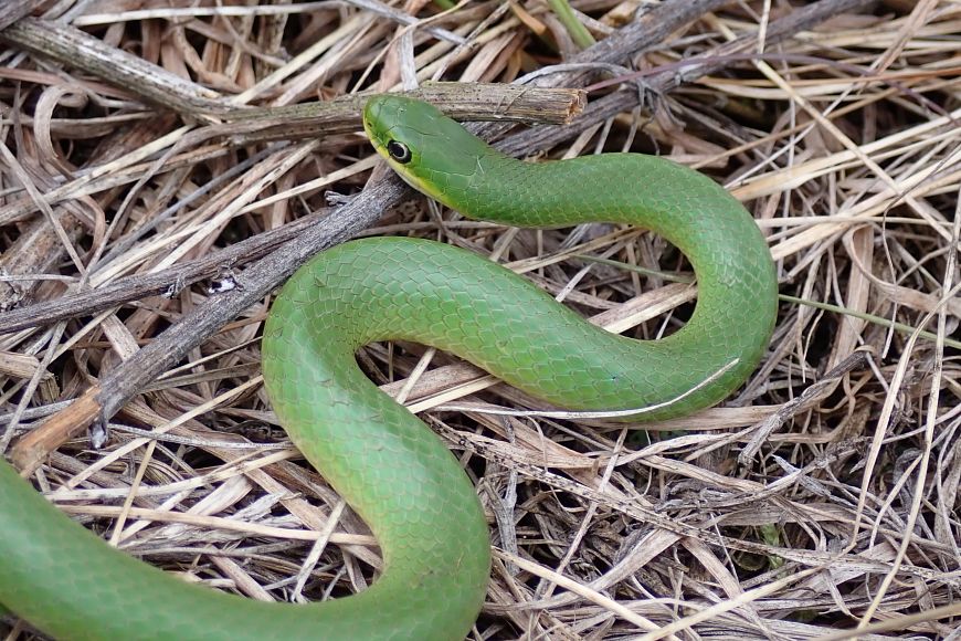 A bright green snake winds it way over the ground covered with dried grass and twigs.