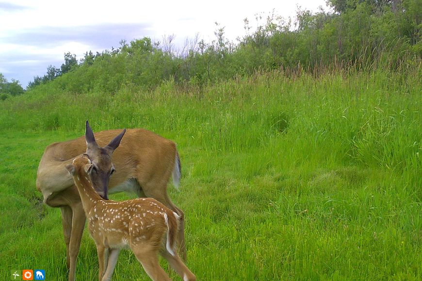 Snapshot Wisconsin image of a white-tailed deer adult and fawn in a grassy field, the fawn is nuzzling against the adult.