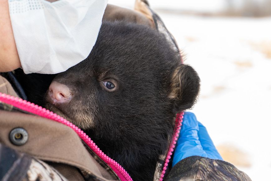 A researcher wearing a mask and gloves holds a bear cub inside their coat to keep it warm during a den study. 