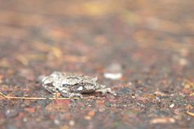 gray treefrog