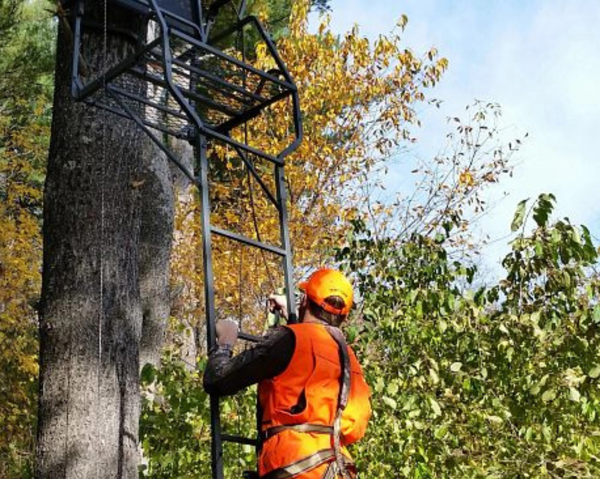 A hunter wearing blaze orange climbs a ladder to his tree stand. 
