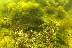 fish swimming underwater