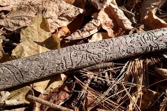stick with elaborate markings from bark beetles