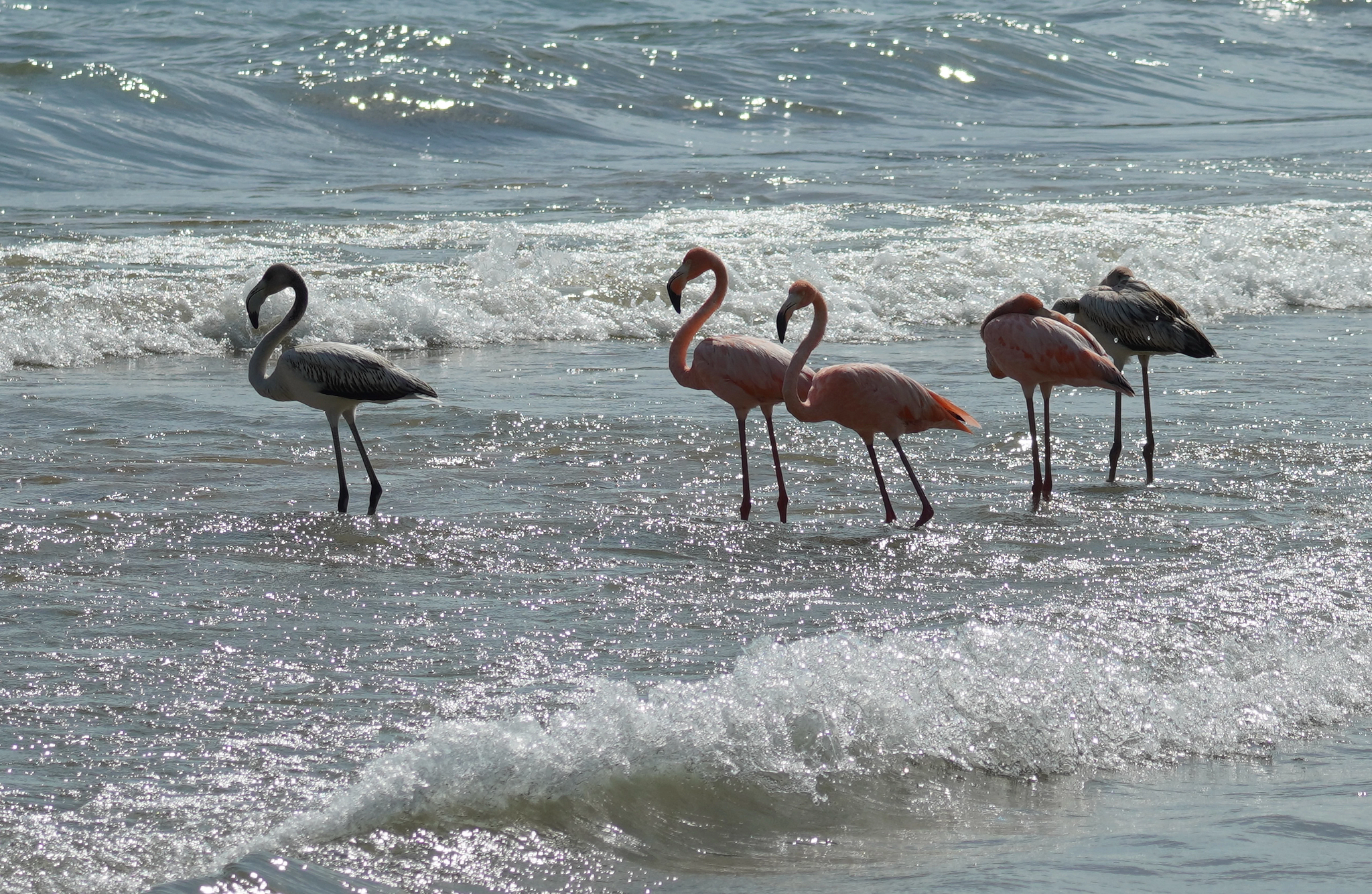 Five flamingos stand in breaking waves along the shoreline. Two have their heads tucked under their wings and the other three gaze out into the lake. The breaking waves sparkle in the sunlight.