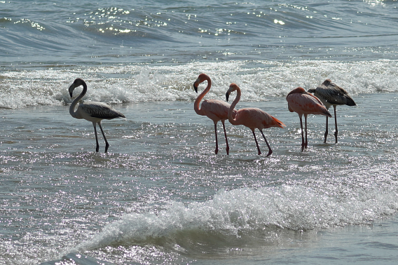 Five flamingos stand in breaking waves along the shoreline. Two have their heads tucked under their wings and the other three gaze out into the lake. The breaking waves sparkle in the sunlight.